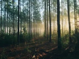 photography of tall trees at daytime jigsaw puzzle