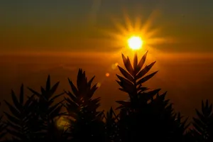 silhouette of plants during sunset jigsaw puzzle