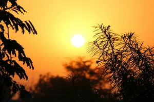 silhouette of plants during sunset jigsaw puzzle