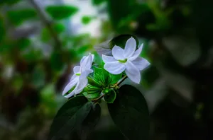 a white flower with green leaves in the background jigsaw puzzle