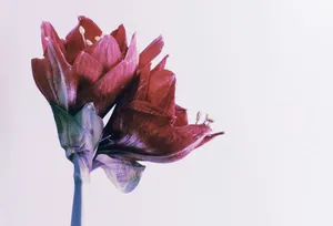 two red flowers on white background jigsaw puzzle