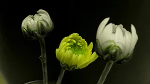 white and green flower in close up photography jigsaw puzzle