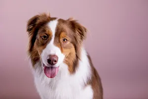 a brown and white dog with its tongue out jigsaw puzzle