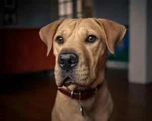 brown dog sitting on ground jigsaw puzzle