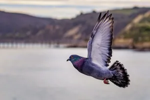grey pigeon on flight above the lake jigsaw puzzle