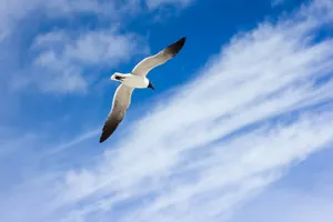 photo of flying white and black bird during daytime jigsaw puzzle