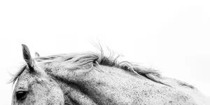 grayscale photo of horse head jigsaw puzzle