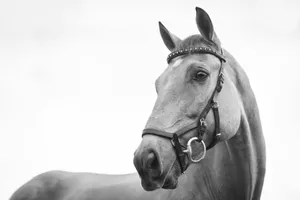 gray scale photo of horse jigsaw puzzle
