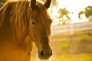 photo of brown horse during day time jigsaw puzzle