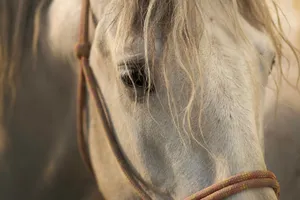 white horse jigsaw puzzle
