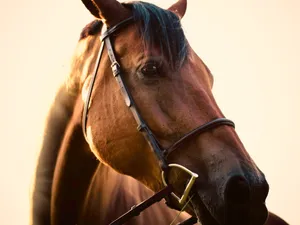 close up photo of brown horse jigsaw puzzle