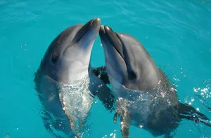 a couple of dolphins are swimming in the water jigsaw puzzle