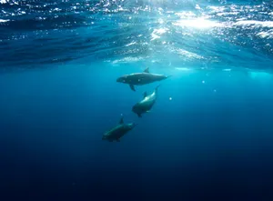 three shark underwater jigsaw puzzle