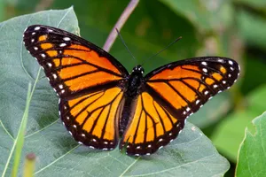 monarch butterfly perched on green leaf jigsaw puzzle