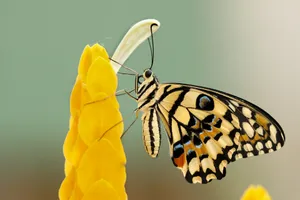 butterfly perched on flower at daytime jigsaw puzzle