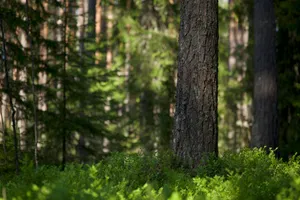 Tranquil forest scene featuring a sunlit tree trunk surrounded by lush greenery. jigsaw puzzle
