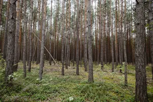 Tall pine trees in a serene forest near Weißwasser, Germany, showcasing natural beauty. jigsaw puzzle