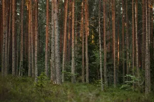 Tranquil view of tall pine trees in a dense forest, capturing nature's beauty. jigsaw puzzle
