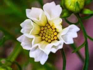 Detailed macro image of a blooming white petaled flower revealing intricate patterns. jigsaw puzzle