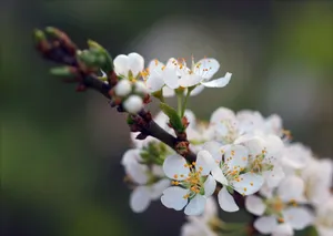 Macro shot of white plum blossoms blooming on a branch outdoors in spring. jigsaw puzzle