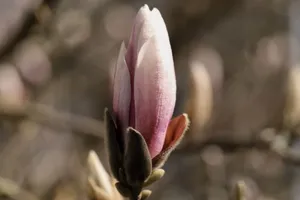 A detailed focus on a budding magnolia flower against a blurred background, capturing spring's beauty. jigsaw puzzle