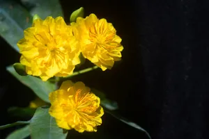 Bright yellow flowers captured in vibrant detail with leaves. jigsaw puzzle
