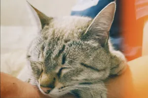 Close-up of a tabby cat sleeping peacefully, creating a serene and cozy atmosphere. jigsaw puzzle