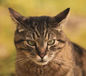 A detailed close-up of a tabby cat staring intensely, showcasing feline beauty. jigsaw puzzle