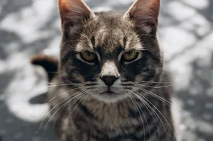 Adorable tabby cat with striking whiskers in natural outdoor light. jigsaw puzzle