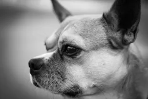 A detailed monochrome close-up of a Chihuahua dog capturing its profile, emotion, and texture. jigsaw puzzle