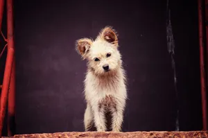 Cute fluffy dog standing on a rusted metal staircase, tilting its head with curiosity. jigsaw puzzle