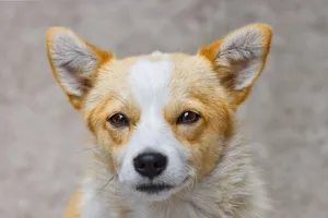 Close-up of a charming Corgi dog with an alert and curious expression. jigsaw puzzle