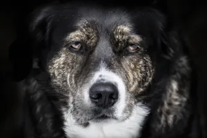 A striking close-up of a dog's face, capturing its gentle and soulful expression. jigsaw puzzle