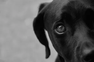 Artistic black and white close-up of a black dog's eye with an intense gaze jigsaw puzzle
