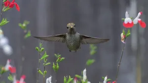 Close-up of an Anna's hummingbird in flight among colorful flowers in Lacey, Washington. jigsaw puzzle