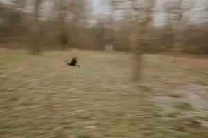 A blurred image capturing a bird in mid-flight through a forest, evoking speed and movement. jigsaw puzzle