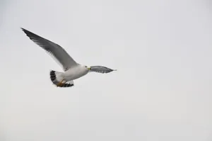 A majestic seagull in mid-flight against a serene sky, showcasing its elegance and freedom. jigsaw puzzle