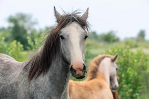 A closeup of two horses in a grassy field, perfect harmony with nature. jigsaw puzzle