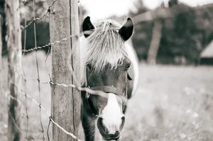 A monochrome image capturing a horse's face close-up behind a wire fence in a field. jigsaw puzzle