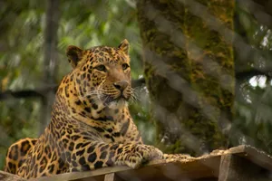 A cheetah lies calmly in a zoo, showcasing its beautiful spotted coat. jigsaw puzzle