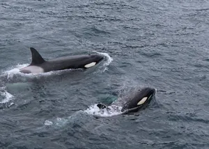 Two orcas gracefully swimming in the Pacific Ocean, Alaska. jigsaw puzzle