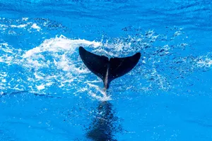 Captivating image of a dolphin tail splashing in vibrant blue ocean waters, capturing dynamic motion. jigsaw puzzle