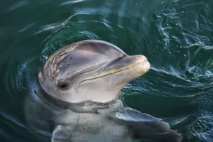 Close-up of a cute dolphin swimming in the pristine waters of Mexico, showcasing its playful nature. jigsaw puzzle