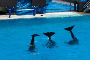 Captivating dolphin show with trainers at an aquarium featuring synchronized swimming. jigsaw puzzle
