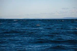 A serene view of a whale dorsal fin in the vast ocean off Tadoussac, Canada. jigsaw puzzle
