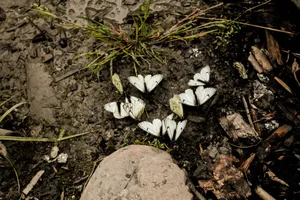 Close-up of white butterflies on a wet, muddy ground creating a natural art formation. jigsaw puzzle