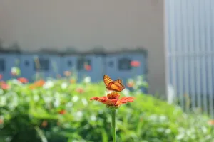 A colorful butterfly perched on a flower in a sunny garden in Palmas, Tocantins, Brazil. jigsaw puzzle