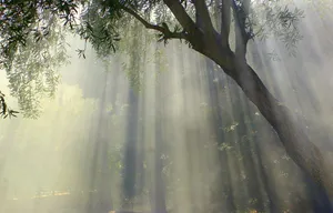 foggy jigsaw puzzle