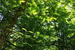 forest jigsaw puzzle