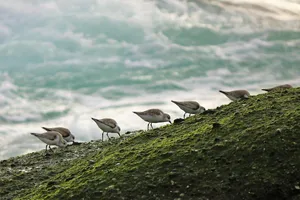 sea bird jigsaw puzzle